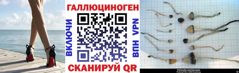 блэк спрут зеркало  Карасук  Псилоцибиновые грибы Psilocybe 